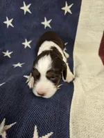 #2 female tri, a female English Springer Spaniel for sale in Lockhart, TX – 1 of 4