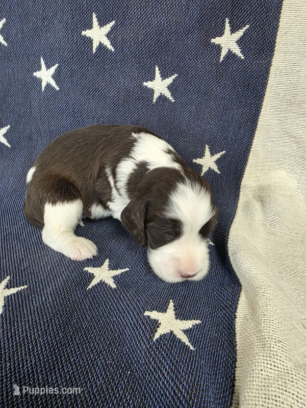 (A) male LW – English Springer Spaniel puppy for sale in Lockhart, TX