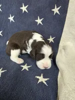 (A) male LW, a male English Springer Spaniel for sale in Lockhart, TX – 1 of 4