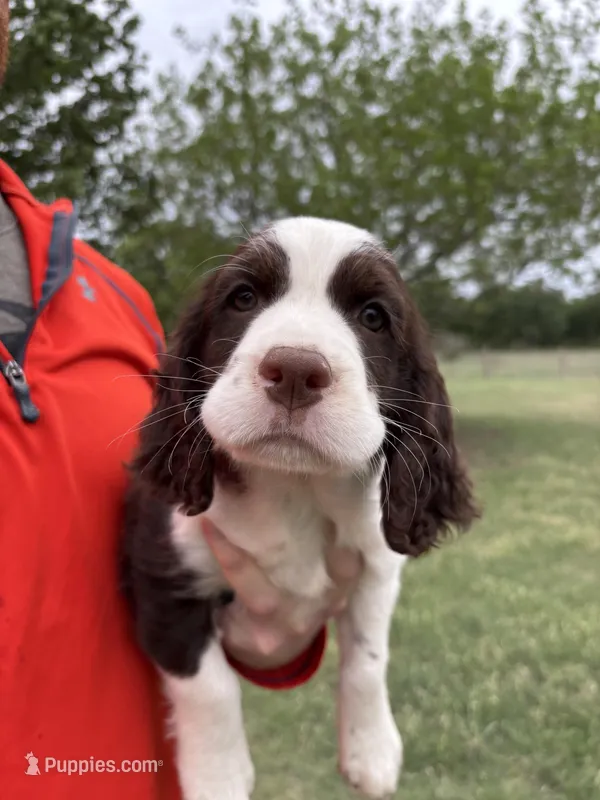 #1 Female L/W – English Springer Spaniel puppy for sale in Lockhart, TX