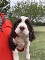 #1 Female L/W, a female English Springer Spaniel for sale in Lockhart, TX – Photo 1 of 4