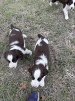#1 Female L/W, a female English Springer Spaniel for sale in Lockhart, TX – Photo 4 of 4