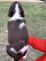 #1 Female L/W, a female English Springer Spaniel for sale in Lockhart, TX – Photo 2 of 4