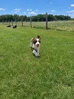 #1 Female L/W, a female English Springer Spaniel for sale in Lockhart, TX – 4 of 6
