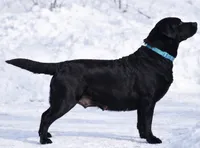 August, a male Labrador Retriever for sale in Coatesville, PA – 7 of 7