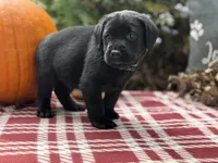 Boone, a male Labrador Retriever for sale in Coatesville, PA – 3 of 5