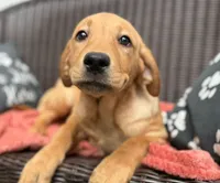Olive, a female Labrador Retriever for sale in Coatesville, PA – 2 of 9