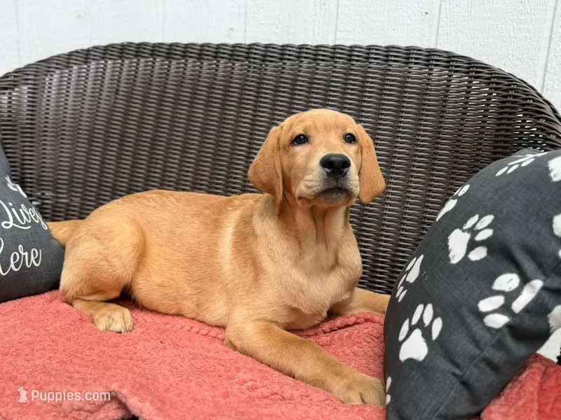 Chowder – Labrador Retriever puppy for sale in Coatesville, PA
