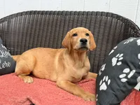 Chowder, a male Labrador Retriever for sale in Coatesville, PA – 1 of 7