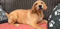 Chowder, a male Labrador Retriever for sale in Coatesville, PA – 3 of 7