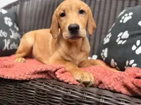 Potato, a male Labrador Retriever for sale in Coatesville, PA – 3 of 7