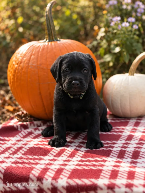 Boone – Labrador Retriever puppy for sale in Coatesville, PA