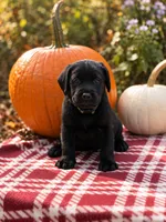 Boone, a male Labrador Retriever for sale in Coatesville, PA – 1 of 5