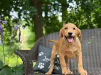 Ravioli, a male Labrador Retriever for sale in Coatesville, PA – 2 of 5