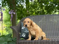 Ravioli, a male Labrador Retriever for sale in Coatesville, PA – 3 of 5