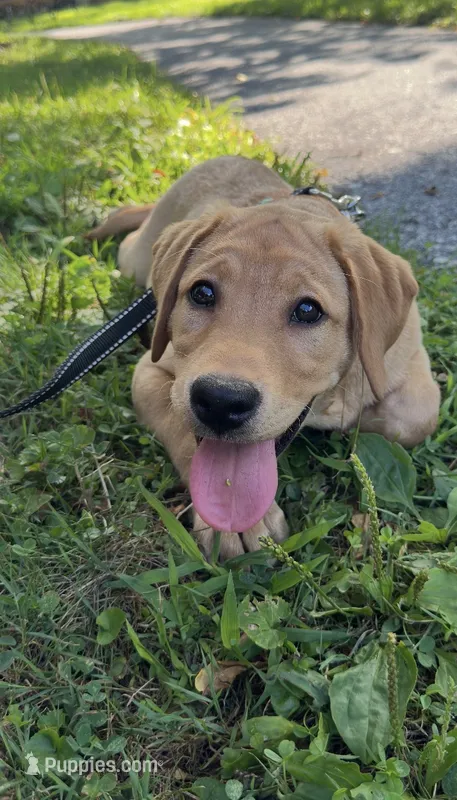 Waffles – Labrador Retriever puppy for sale in Coatesville, PA