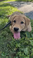 Waffles, a female Labrador Retriever for sale in Coatesville, PA – 1 of 6