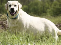 Ravioli, a male Labrador Retriever for sale in Coatesville, PA – 5 of 5