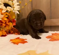 Chance, a male Labrador Retriever for sale in Coatesville, PA – 2 of 6