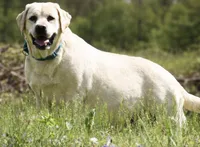 Chowder, a male Labrador Retriever for sale in Coatesville, PA – 7 of 7
