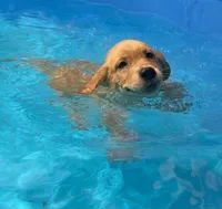 Cookie, a female Labrador Retriever for sale in Coatesville, PA – 4 of 6