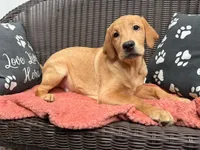 Potato, a male Labrador Retriever for sale in Coatesville, PA – 2 of 7