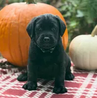 Boone, a male Labrador Retriever for sale in Coatesville, PA – 2 of 5