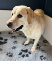 Waffles, a female Labrador Retriever for sale in Coatesville, PA – 3 of 6