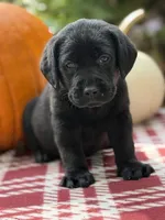 August, a male Labrador Retriever for sale in Coatesville, PA – 2 of 7