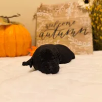 August, a male Labrador Retriever for sale in Coatesville, PA – 5 of 7