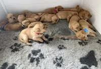 Waffles, a female Labrador Retriever for sale in Coatesville, PA – 4 of 6