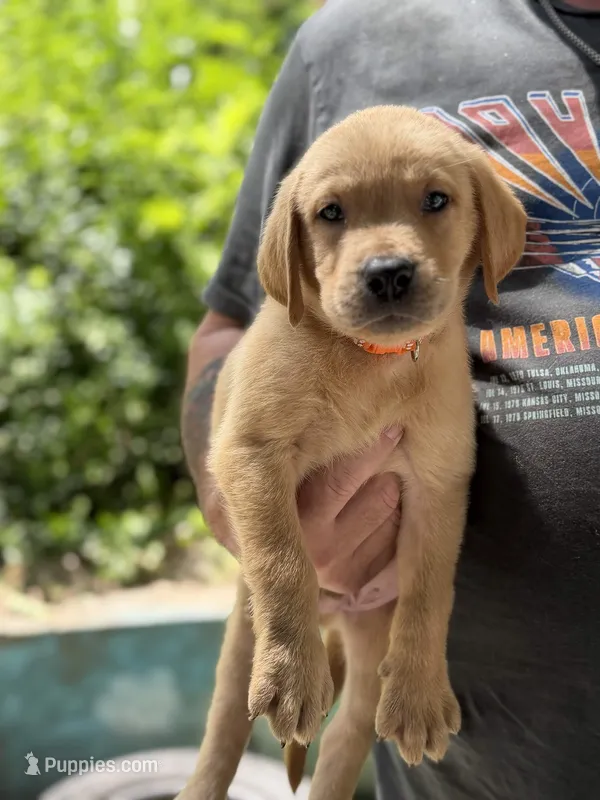 Ravioli – Labrador Retriever puppy for sale in Coatesville, PA