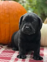 August, a male Labrador Retriever for sale in Coatesville, PA – 3 of 7