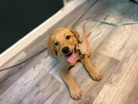 Cookie, a female Labrador Retriever for sale in Coatesville, PA – 3 of 6