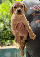 Cookie, a female Labrador Retriever for sale in Coatesville, PA – 1 of 6