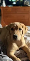 Waffles, a female Labrador Retriever for sale in Coatesville, PA – 2 of 6