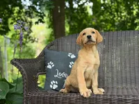 Beets, a male Labrador Retriever for sale in Coatesville, PA – 2 of 6