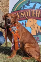 Chowder, a male Labrador Retriever for sale in Coatesville, PA – 5 of 7