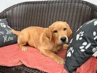Chowder, a male Labrador Retriever for sale in Coatesville, PA – 2 of 7