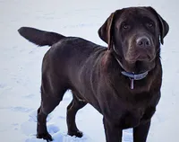 Chance, a male Labrador Retriever for sale in Coatesville, PA – 6 of 6