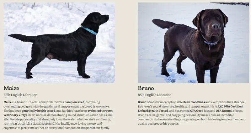 MAIZE X BRUNO PUP – Labrador Retriever puppy for sale in Coatesville, PA