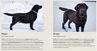 MAIZE X BRUNO PUP, a  Labrador Retriever for sale in Coatesville, PA – 1 of 1