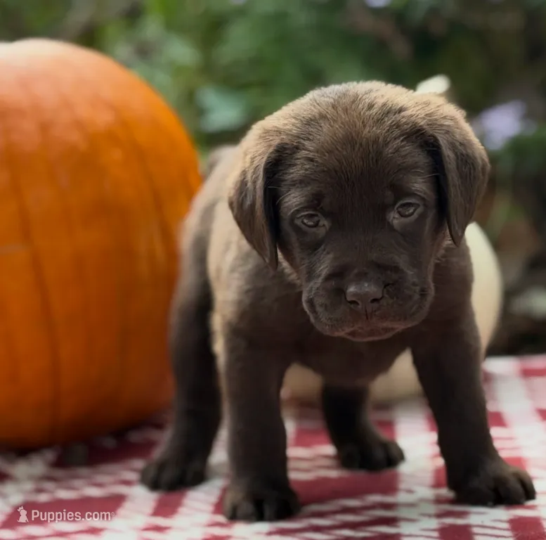 Chance – Labrador Retriever puppy for sale in Coatesville, PA