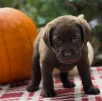 Chance, a male Labrador Retriever for sale in Coatesville, PA – 1 of 6