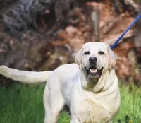 Olive, a female Labrador Retriever for sale in Coatesville, PA – 6 of 9