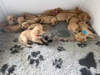 Chowder, a male Labrador Retriever for sale in Coatesville, PA – 6 of 7