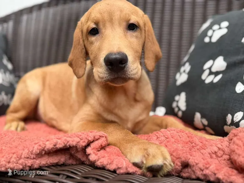 Potato – Labrador Retriever puppy for sale in Coatesville, PA