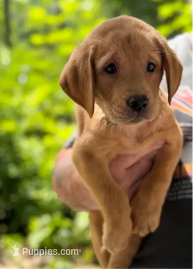 Beets – Labrador Retriever puppy for sale in Coatesville, PA