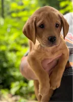 Beets, a male Labrador Retriever for sale in Coatesville, PA – 1 of 6