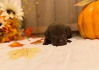 Chance, a male Labrador Retriever for sale in Coatesville, PA – 3 of 6